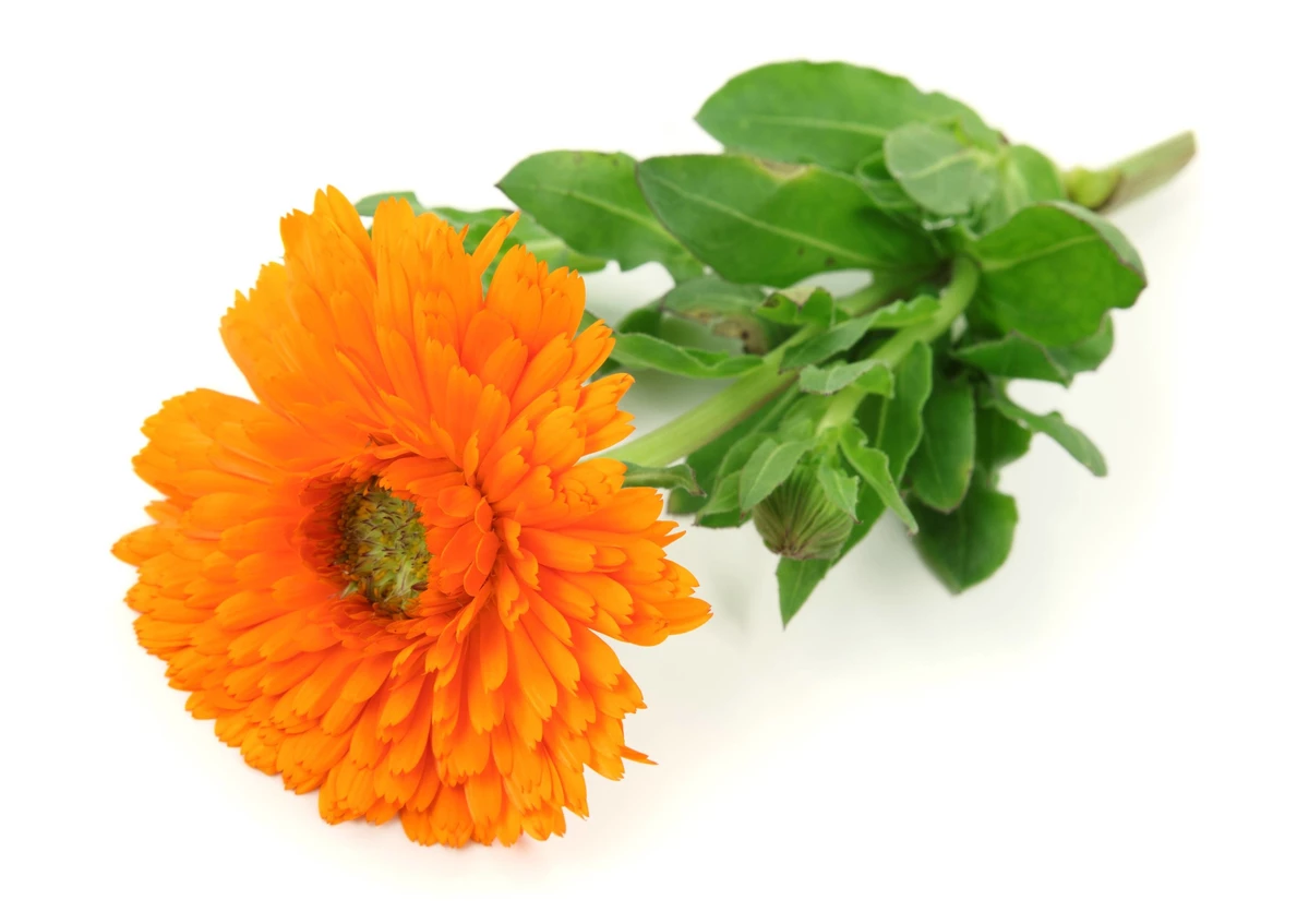 Extrait CO2 de Souci (Calendula)